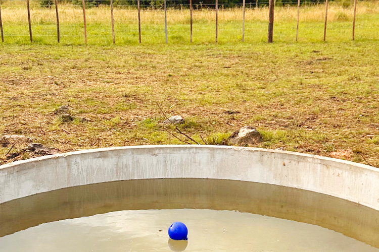 Cuidando los animales ante las altas temperaturas