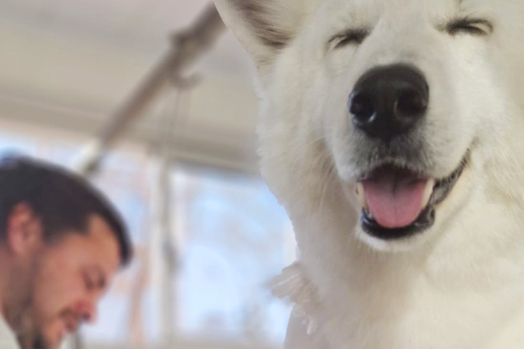 La época ideal para que tu mascota nos visite en nuestra peluquería canina